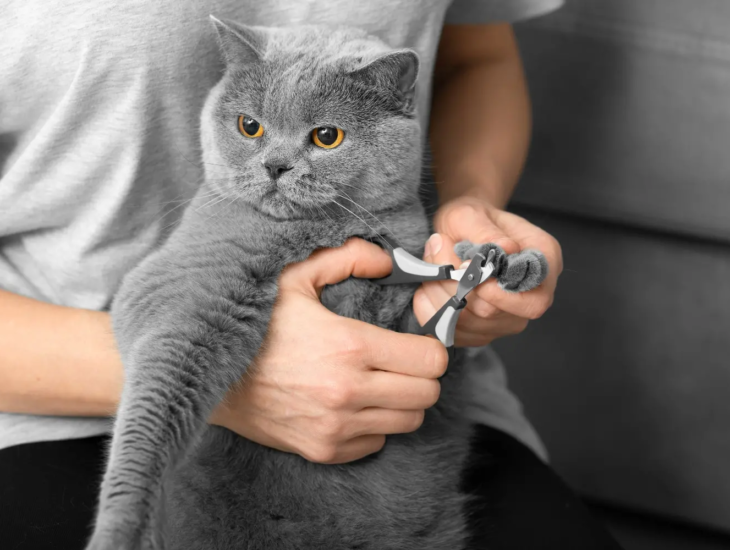 Cat Claw Tips For Health And Maintenance